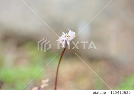 セリバオウレンの花 115413626