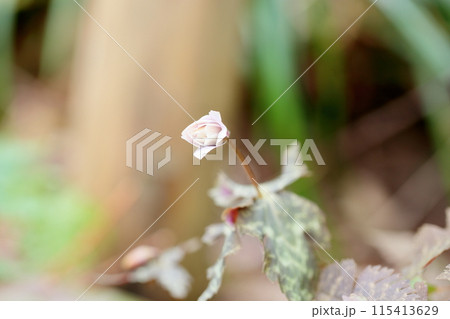 咲始め　ユキワリイチゲの花 115413629