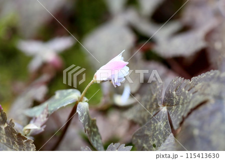 咲始め　ユキワリイチゲの花 115413630