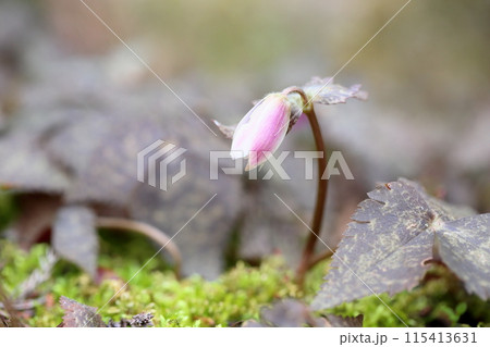 咲始め　ユキワリイチゲの花 115413631