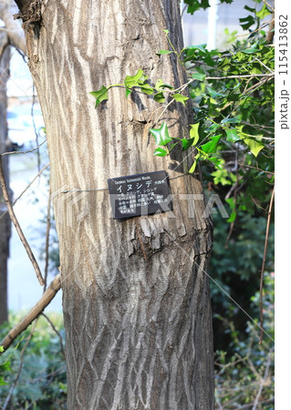 犬四手（イヌシデ）の木肌と幹　 115413862