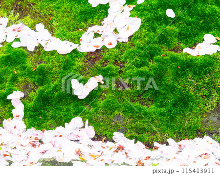 雨上がりの苔の絨毯の上に散った桜の花びら 115413911