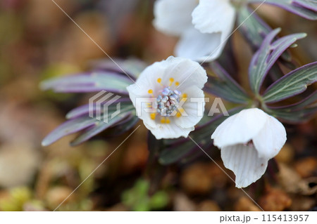 満開　セツブンソウの花 115413957