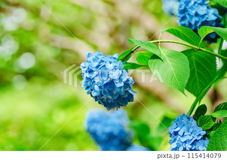 梅雨の晴れ間に咲く青い紫陽花 梅雨の晴れ間に咲く青い紫陽花 115414079