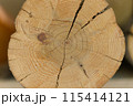 cross section of a log cut 115414121