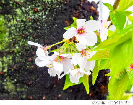 春の雨上がりに咲くみずみずしい満開の桜 115414125
