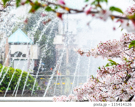 春の雨上がりに咲くみずみずしい満開の桜 115414126