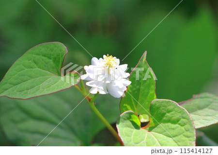 八重のドクダミの花 115414127