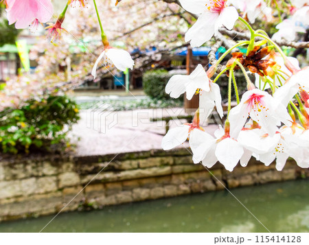 春の雨上がりに咲くみずみずしい満開の桜 115414128