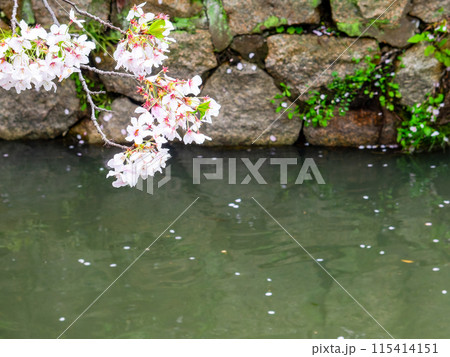 春の雨上がりに咲くみずみずしい満開の桜 115414151