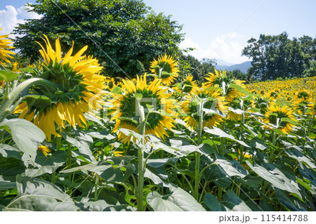 ひまわり 115414788