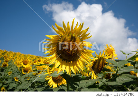 ひまわり 115414790