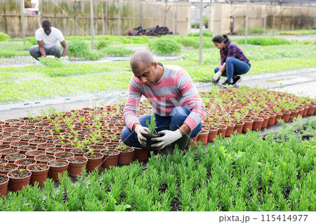 Pakistani farmer controls rosemary sprouts in greenhouse Pakistani farmer controls rosemary sprouts in greenhouse 115414977