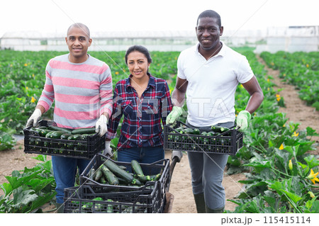 Happy farmers posing with harvest of zucchini 115415114