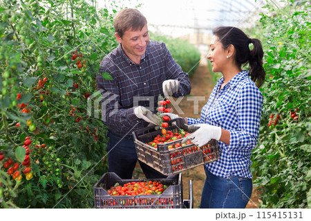 Man helps woman to harvest crop of ripe tomatoes in greenhouse 115415131