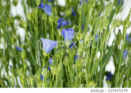 Blue flax blossom in close up over white background Blue flax blossom in close up over white background 115415276