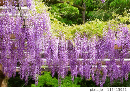満開になった藤棚の藤の花 満開になった藤棚の藤の花 115415921