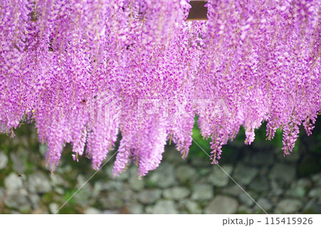 風に揺れる満開の藤の花 115415926