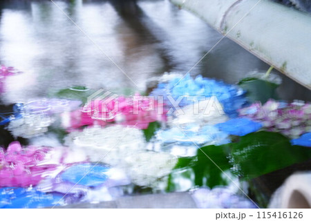 紫陽花  115416126