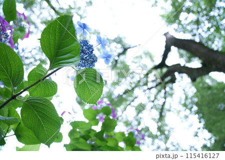 紫陽花  115416127