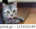 ねこ 115416149