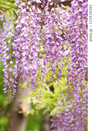 光を浴びる藤の花 光を浴びる藤の花 115416162