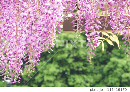 新緑の中で咲く藤の花 115416170