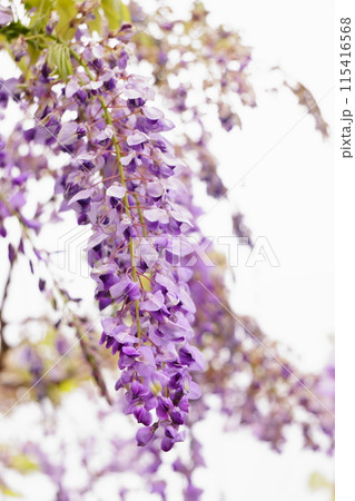 藤の花のクローズアップ 115416568