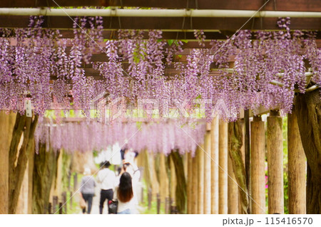 人が散歩する藤棚 115416570