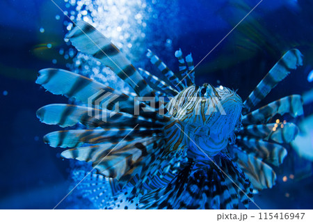 水中を泳ぐハナミノカサゴ 水中を泳ぐハナミノカサゴ 115416947