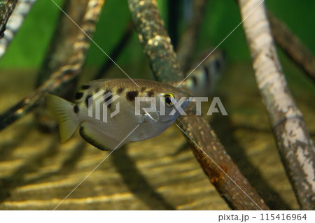 セブンスポットアーチャーフィッシュ、テッポウウオ、鉄砲魚、テッポウウオ科、汽水魚、水族館、水族園、ア 115416964