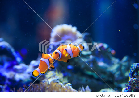 水槽内を泳ぐカクレクマノミ 水槽内を泳ぐカクレクマノミ 115416998