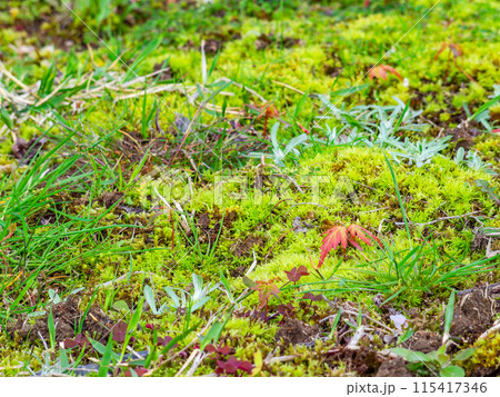 春の岡山　後楽園の趣深い景色　千入の森の苔とモミジの芽吹き 115417346