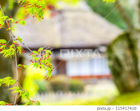 春の岡山　後楽園の趣深い景色　みずみずしいモミジの新緑 115417410