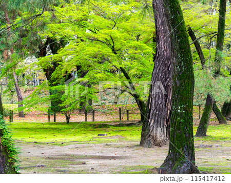 春の岡山 後楽園の趣深い景色 松林と新緑のモミジ 春の岡山 後楽園の趣深い景色 松林と新緑のモミジ 115417412