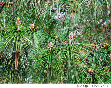 春の岡山 後楽園の趣深い景色 育ち始めた松の実 春の岡山 後楽園の趣深い景色 育ち始めた松の実 115417424