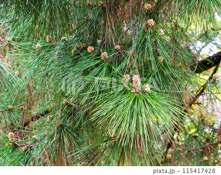 春の岡山　後楽園の趣深い景色　育ち始めた松の実 115417428