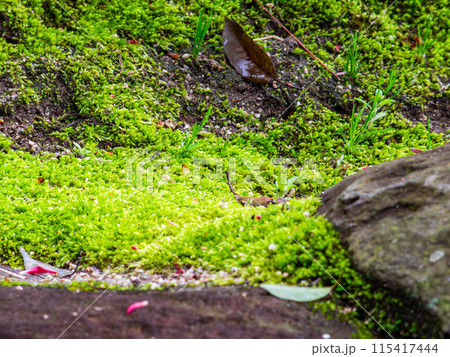 春の岡山 後楽園の趣深い景色 雨上がりの石組と苔 春の岡山 後楽園の趣深い景色 雨上がりの石組と苔 115417444