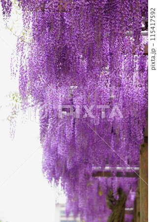 満開になった藤棚の藤の花 満開になった藤棚の藤の花 115417592