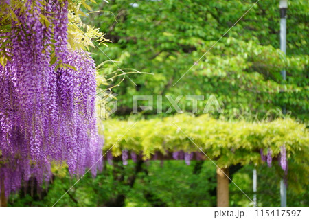新緑の中で咲く藤の花 115417597