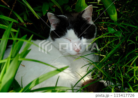 梅宮大社の猫 115417726