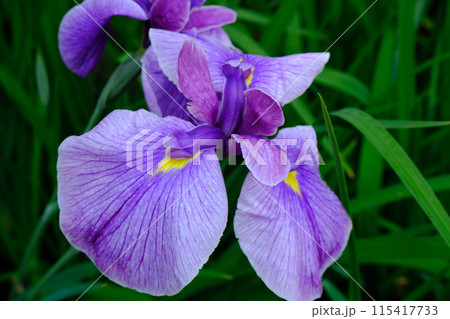 花菖蒲 花菖蒲 115417733