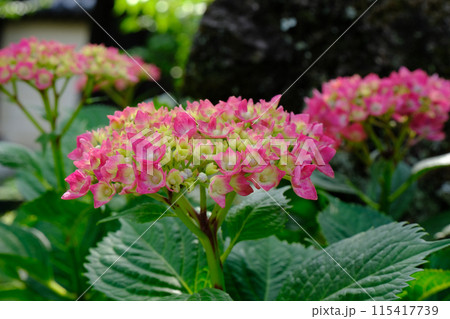 紫陽花 紫陽花 115417739