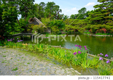 梅宮大社神苑の風景 梅宮大社神苑の風景 115417741