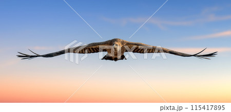 Majestic bird Vulture soaring through blue sky 115417895