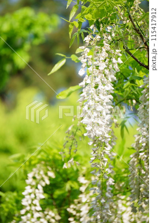 白い藤の花のクローズアップ 白い藤の花のクローズアップ 115417912