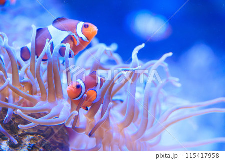 カクレクマノミとハタゴイソギンチャク 115417958