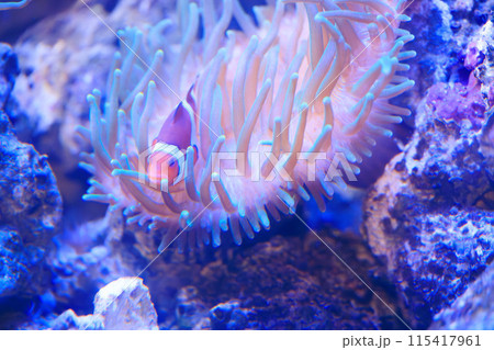 カクレクマノミとハタゴイソギンチャク カクレクマノミとハタゴイソギンチャク 115417961