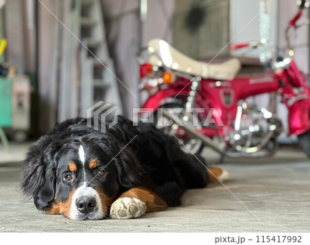 バイクとバーニーズマウンテンドック バイクとバーニーズマウンテンドック 115417992