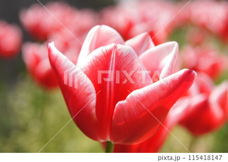 チューリップ 115418147